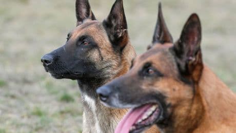 Rettungshunde: Hunde erschnüffeln zwei vermisste Seniorinnen