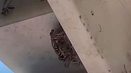 Nest of radioactive WASPS found at nuclear site by officials