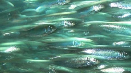 Norwegen: Heringe laichen plötzlich woanders