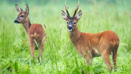 Mysteriöse Mutation in der Region Bremen – Experten rätseln bis heute