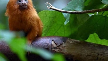 Köln: Goldgelbe Löwenäffchen im Zoo geboren - bedrohte Art