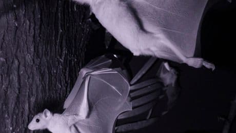 Spend an Hour in the Dark With Bats, Cats and Naked Mole Rats