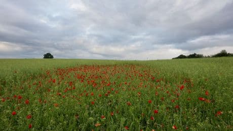 Meteorologen bremsen: Doch keine neue Hitzewelle in Sicht