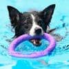 Vierbeiner im Schwimmbad: Berliner Freibäder erlauben Hundebaden am 20. und 21. September
