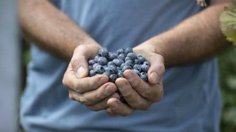 How to grow your own blueberries – and save a fortune on supermarket prices