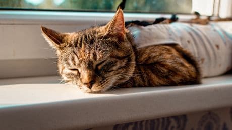 Kastration vs. Sterilisation: Der Unterschied, der über die Gesundheit Ihrer Katze entscheiden kann
