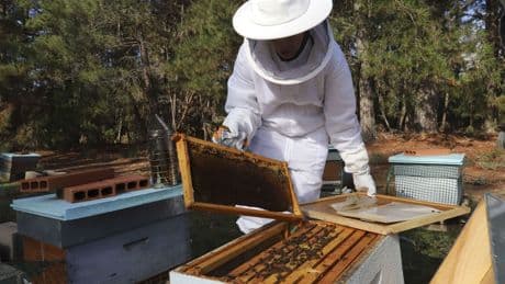 La solución europea para salvar a las abejas que España no puede replicar