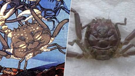 Japón cree que los cangrejos samurái guardan las almas de los guerreros caídos. La ciencia tiene otra opinión