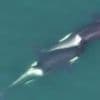 Killer whales 'massage' each other using kelp