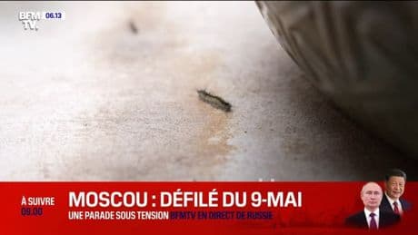 "Je n'ai jamais vu ça": les habitants d'un village corse excédés par une invasion de chenilles Bombyx