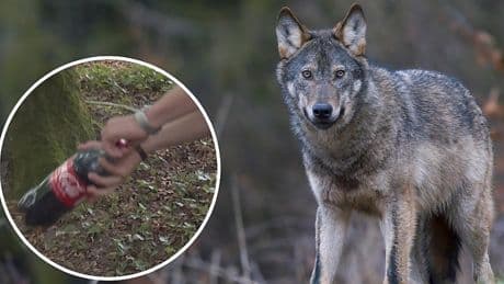 Wandelaar niet bang voor wolf: 'Zou hem slaan met colafles'