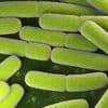 Saint-Quentin : des intoxications alimentaires causées par de la viande contaminée par la bactérie Escherichia coli