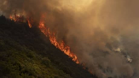 España en fase de preemergencia: los incendios vuelven a desnudar la falta de gestión forestal del Gobierno