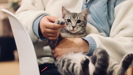 Los veterinarios desmontan los argumentos &quot;falsos y distorsionados&quot; del Gobierno sobre la restricción de medicamentos