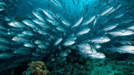 Avant la conférence onusienne sur l'Océan, des scientifiques publient 10 recommandations pour le préserver