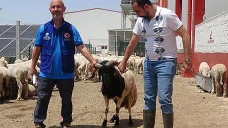 Cumhurbaşkanı Erdoğan'ın Diyanet Vakfı'na bağışladığı kurbanlık 2 koç, Konya'da kesildi