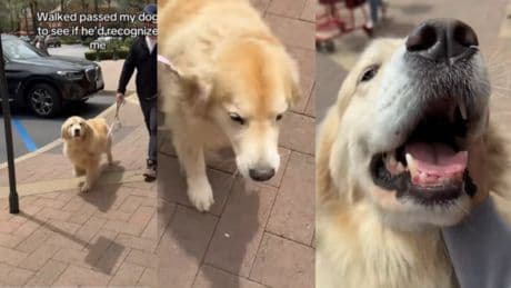 Hace un experimento para saber si su perro puede reconocerla y el resultado se vuelve viral: &quot;Se nota el amor&quot;