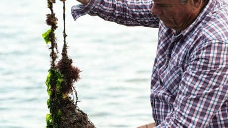 Dalle colline del Garda alla laguna di Venezia: nasce ?Sansonina in Laguna?