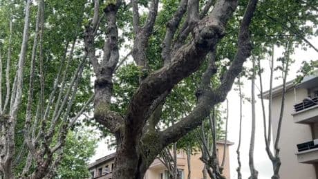 La métropole de Lyon veut recourir à l'IA pour planter des arbres