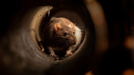Mythos oder Wahrheit? Kommen Ratten wirklich über die Toilette ins Badezimmer?