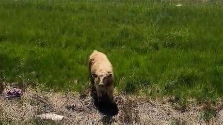 Cows loose on Ontario highway cause delays for drivers heading to cottage country