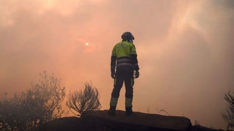 The fire shepherds deploying goats and cows to fight wildfires
