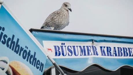 Die Krabbenkrise macht kreativ