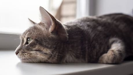 Wenn die Katze still leidet: Diese 5 Warnzeichen sollten Sie kennen