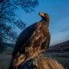 Golden eagles soaring south back to English skies