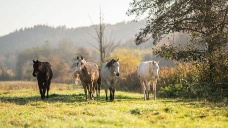 Tiere: Auto stößt mit ausgebüxtem Pferd zusammen