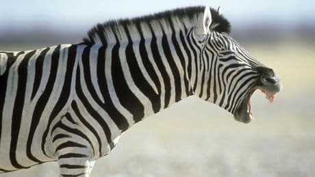 Mehr als Müdigkeit: Uaaahhhh! Auch Tiere gähnen