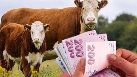 Buzağı destekleri ne zaman yatırılacak? O şartları sağlayan ödemesini alıyor! İşte buzağı desteği şartları…