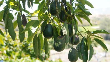 California avocado growers feared Mexican imports would harm their trade. Instead business is booming