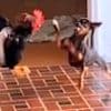 Hier fliegen die Fetzen - Futterneid zwischen Hund und Hahn