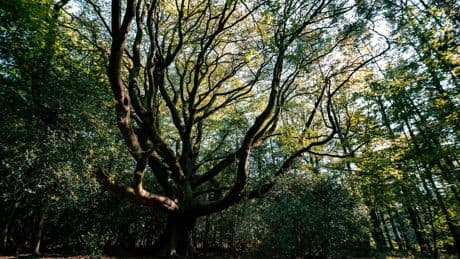 Bretagne : un homme mis en examen pour plusieurs incendies en forêt