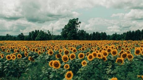 Le foto romantiche tra i girasoli finiscono in rissa: sposi aggrediti dal proprietario del terreno