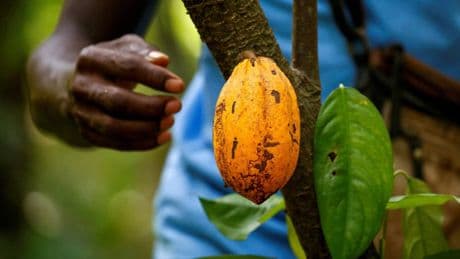 Cacao : après l’explosion des prix, les cours toujours sous tension