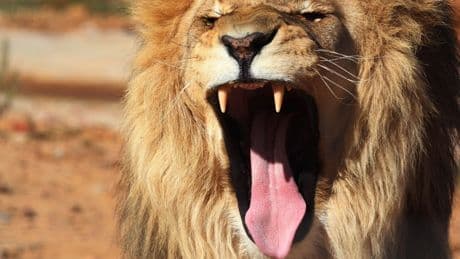 Tötungen in Zoos: Warum müssen diese Tiere sterben?
