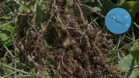 Los nematodos son un riesgo para la salud de las plantas: qué son y cómo combatirlos