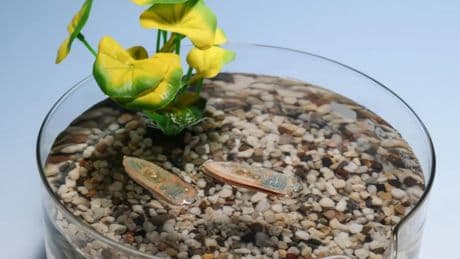 Crean un robot que nada, se deshace y se convierte en comida para peces