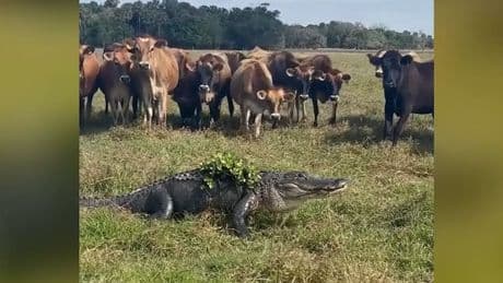 Auf zum Buffet - Getarnter Alligator schleicht sich in Kuh-Herde