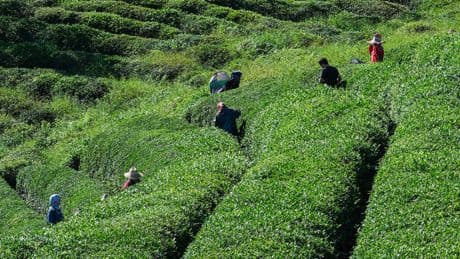 Rize Valisi Baydaş'tan çay üreticilerine "fiyat" uyarısı