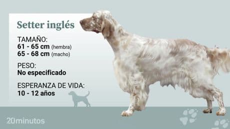 Las cinco razas caninas más populares en el Libro de Orígenes Español