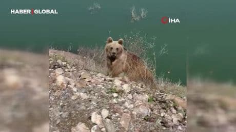 Ayıyı görüntülemek istedi, canını zor kurtardı