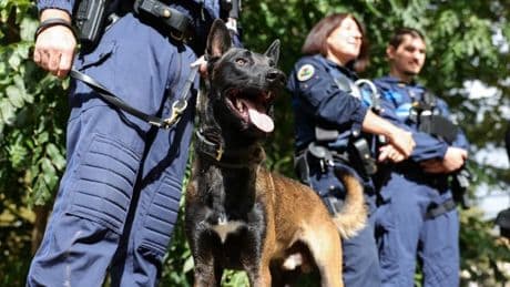 Disparition d'Agathe: comment les chiens de piste interviennent-ils dans l'enquête?