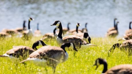 Gesundheitsgefahr: Badeverbot an Baggersee wegen Fäkalkeimen