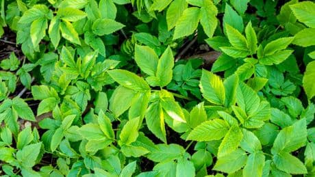 Aegopodium Podagraria: Giersch im Garten: So verhindern Sie die Ausbreitung des Doldengewächses