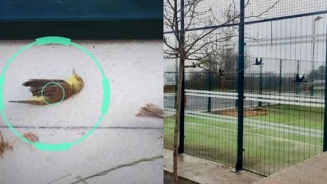 Nueva medida contra el problema &#039;tabú&#039; del pádel: &quot;Que lo único que golpee los cristales, sea tu pelota&quot;&lt;br&gt;