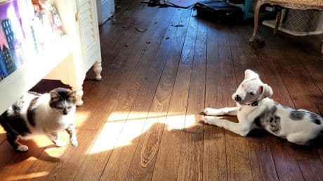 Police officer to face trial for fatally shooting puppy