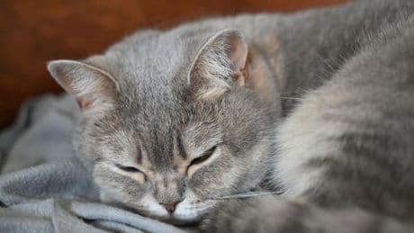 Katze als Drogenkurier: Diesen Stoff hatte der Vierbeiner dabei